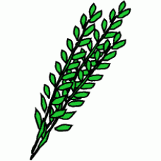 Extra Hadassim - Standard