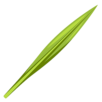 Extra Lulav